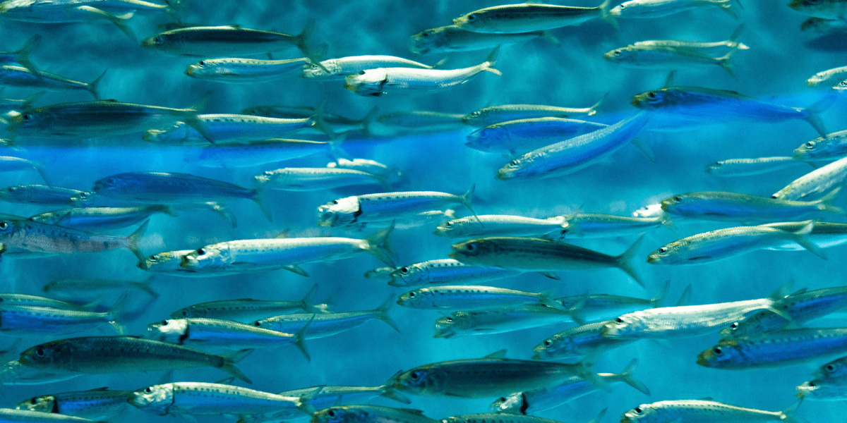 QYSEA FIFISH PRO V6 PLUS